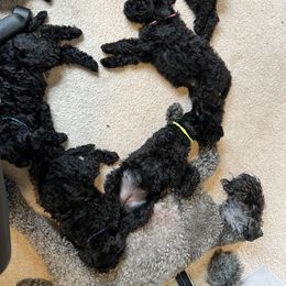 Kerry Blue Terrier Puppies from Costerra Kerry Blue Terriers