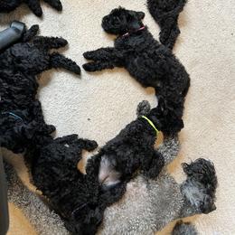 Kerry Blue Terrier Puppies from Costerra Kerry Blue Terriers