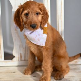 Aussiedoodle, Bernedoodle, Goldendoodle, and Irish Doodle Puppies from Sun Valley Goldendoodles