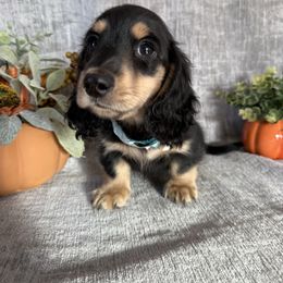Daryl - Black and cream male Dachshund puppy in Temecula, California from Naomi Magee's Dachshund Kennel