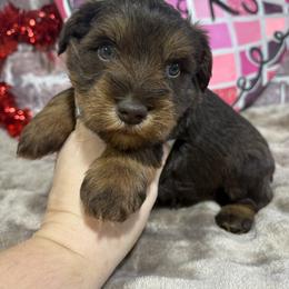 Sully - Liver male Miniature Schnauzer puppy in Lufkin, Texas from C&K’s Schnauzer House