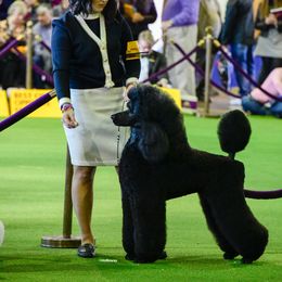 Poodle All Grown Up from Targa Poodles