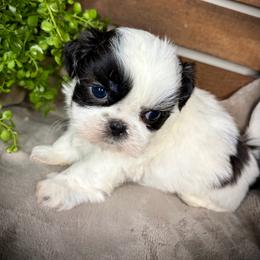 Panda Bear - Black and white male Shih Tzu puppy in Lake City, Florida from Tiger Valley Shih Tzus