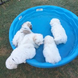 Coton de Tulear Puppies from Legacy Cotons