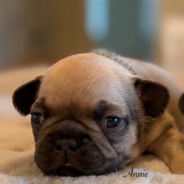 Annie - Fawn female French Bulldog puppy in Hudsonville, Michigan from Willow Farm