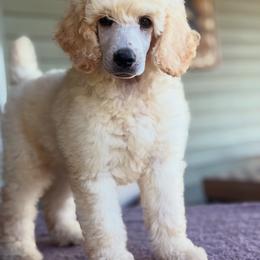 Stroopwaffle - Cream male Poodle puppy in Pella, Iowa from Prodigy Farms Therapy Dogs