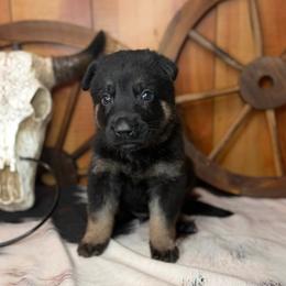 Slate - Bi-color male German Shepherd puppy in Beech Grove, Arkansas from Ze Zadnich lesu