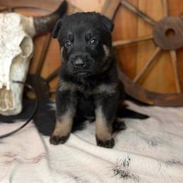 Slate - Bi-color male German Shepherd puppy in Beech Grove, Arkansas from Ze Zadnich lesu