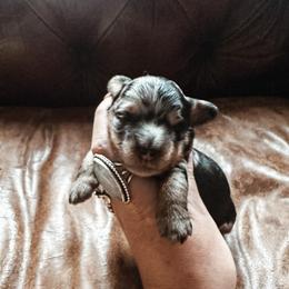 Tinsel - Merle female Bernedoodle puppy in Shingle Springs, California from Kindred Oak Goldendoodles