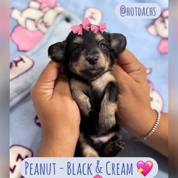 Peanut - Black and cream girl- 2150 - Black and cream female Dachshund puppy in Little Elm, Texas from HotDachs
