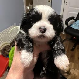 Suzy -aqua collar - Black and white female Shih Tzu puppy in Mays Landing, New Jersey from Fancy Paws Shorkies & Shih Tzus