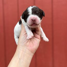 Jack Hammer - Brown and white male Bernedoodle puppy in Grove, Oklahoma from Guinn Family Farms