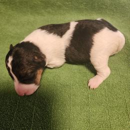 Orest - White black and tan male Wire Fox Terrier puppy in Melbourne, Arkansas from Ivy Hollow Wire Fox Terriers