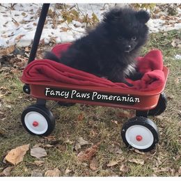 Pomeranian Puppies from Fancy Paws Pomeranian