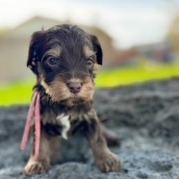 Jersey1 (New Jersey) - female Golden Mountain Doodle puppy in Twin Falls, Idaho from Magic Valley Family Doodles