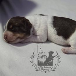 Dachshund Puppies from 208 Dox Dynasty