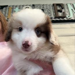 Phoebe - Red merle female Miniature American Shepherd puppy in Ballico, California from SierraVu Minis