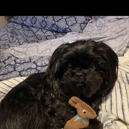 Millie - Shih Tzu