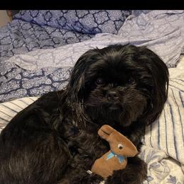 Millie - Shih Tzu