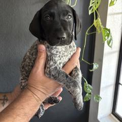German Shorthaired Pointer Puppies from Switchback Kennels