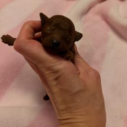 Girl 1 - Red  female Poodle puppy in Marietta, Georgia from Toy Poodles by Iryna