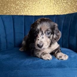 Jetson - Dapple male Dachshund puppy in New Albany, Mississippi from Double A. Doxies