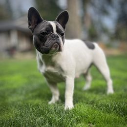 Roadie - French Bulldog