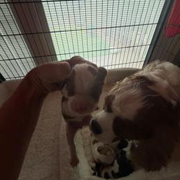 Blenheim female perfect white contrast - Blenheim female Cavalier King Charles Spaniel puppy in Wimberley, Texas from Amazing AKC Puppies