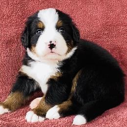 Magenta Collar Female - Black rust and white female Bernese Mountain Dog puppy in Bristol, Tennessee from Holston Hollow Farm