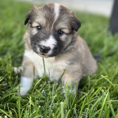 Icelandic Sheepdog Puppies from Tobiasson icie