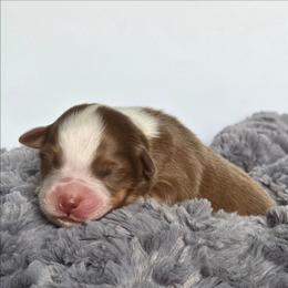 Marisol - Red tri-color female Australian Shepherd puppy in Jameson, Missouri from Sky Creek