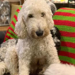 Goldendoodle Puppies from Chrissydoodles