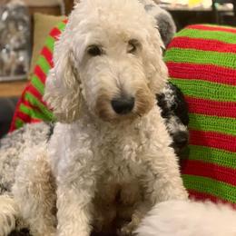 Goldendoodle Puppies from Chrissydoodles