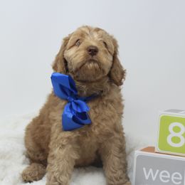Australian Labradoodle Puppies from Pacific Coast Doodles