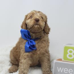 Australian Labradoodle Puppies from Pacific Coast Doodles