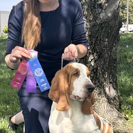 Basset Hound and Golden Retriever All Grown Up from Storm Chasers- Golden Retrievers & Basset Hounds