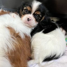 Cavalier King Charles Spaniel Puppies from CK Cavaliers