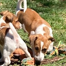 Count Beaumont ‘Beau’ - White and tan Russell Terrier puppy in Missouri from Royal Russells Ranch
