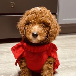 Goldendoodle Puppies from Labradoodleday
