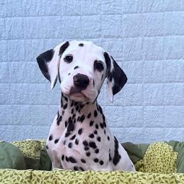 Kingston - White and black male Dalmatian puppy in Decatur, Alabama from Hollytree Dalmatians