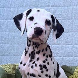 Kingston - White and black male Dalmatian puppy in Decatur, Alabama from Hollytree Dalmatians