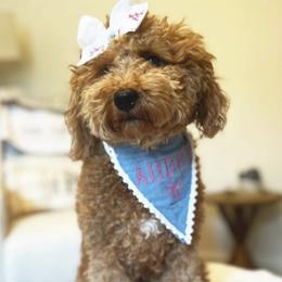 Aubs - Goldendoodle
