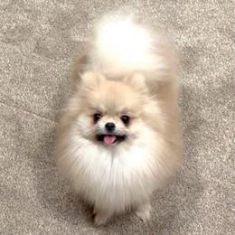 Honey boo - Pomeranian
