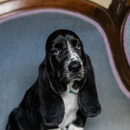 Green - Black and white male Basset Hound puppy in Knoxville, Tennessee from Well Hounded Bassets
