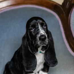Green - Black and white male Basset Hound puppy in Knoxville, Tennessee from Well Hounded Bassets