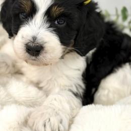Bernedoodle, Bernese Mountain Dog, and Poodle Puppies from Bubbling Springs Doodles, LLC