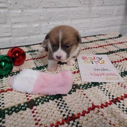 Jewel 2 - Red female Pembroke Welsh Corgi puppy in Tucson, Arizona from Sierrita Mountain Corgis