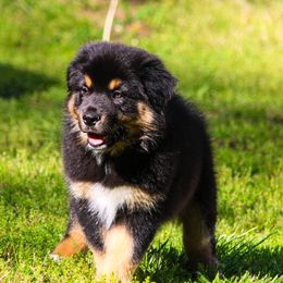 Denim - Black tri-color Australian Shepherd puppy in Coldwater, Michigan from Northern Star Australian Shepherds