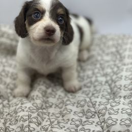 Girl 2 chocolate and cream piebald - Chocolate and cream female Dachshund puppy in Wisconsin from Sabe and Shabe’s Doxies