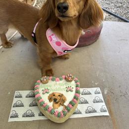 Dachshund Puppies from Bootheel Doxies